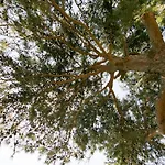 וילה Russelia